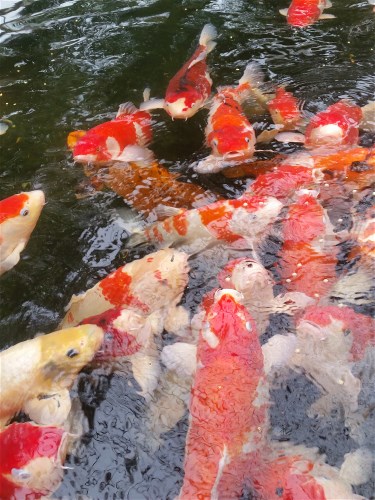 Koi Karpers